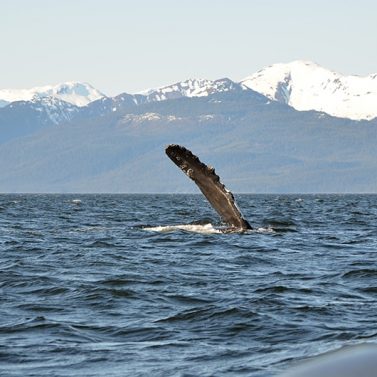 https://icystraitwhaleadventures.com/wp-content/uploads/2016/02/DSC_0038-377x377.jpg