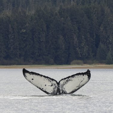 https://icystraitwhaleadventures.com/wp-content/uploads/2016/10/Fluke-377x377.jpg