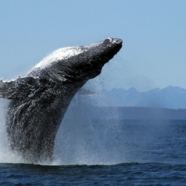 https://icystraitwhaleadventures.com/wp-content/uploads/2016/10/Whale-Jumping-377x377.png